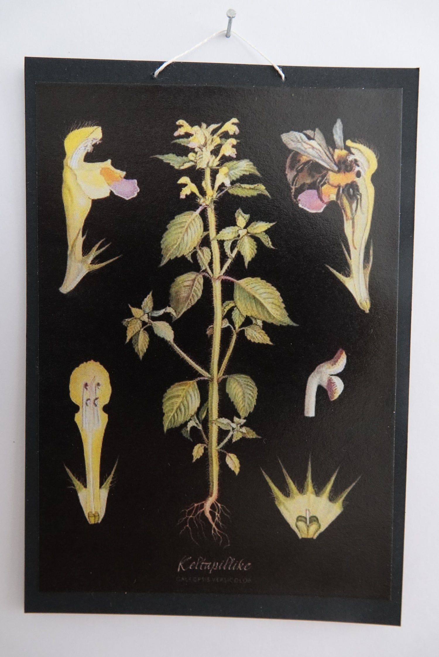 Opetustaulu nukkekotiin, keltapillike