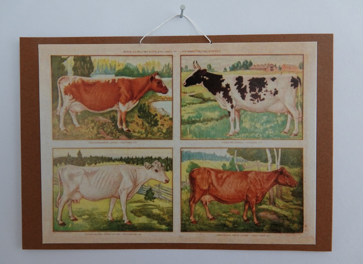 Opetustaulu nukkekotiin, lehmät