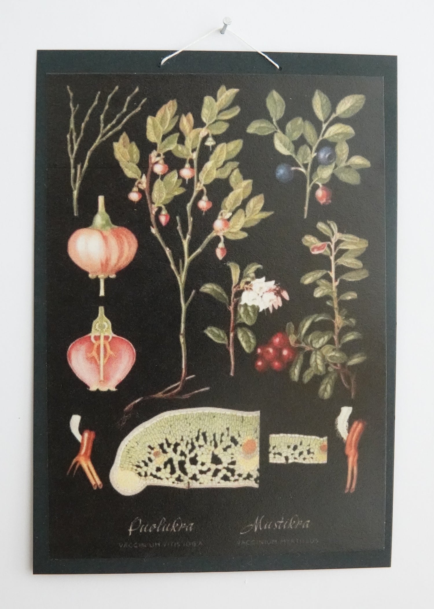 Opetustaulu nukkekotiin, puolukka ja mustikka