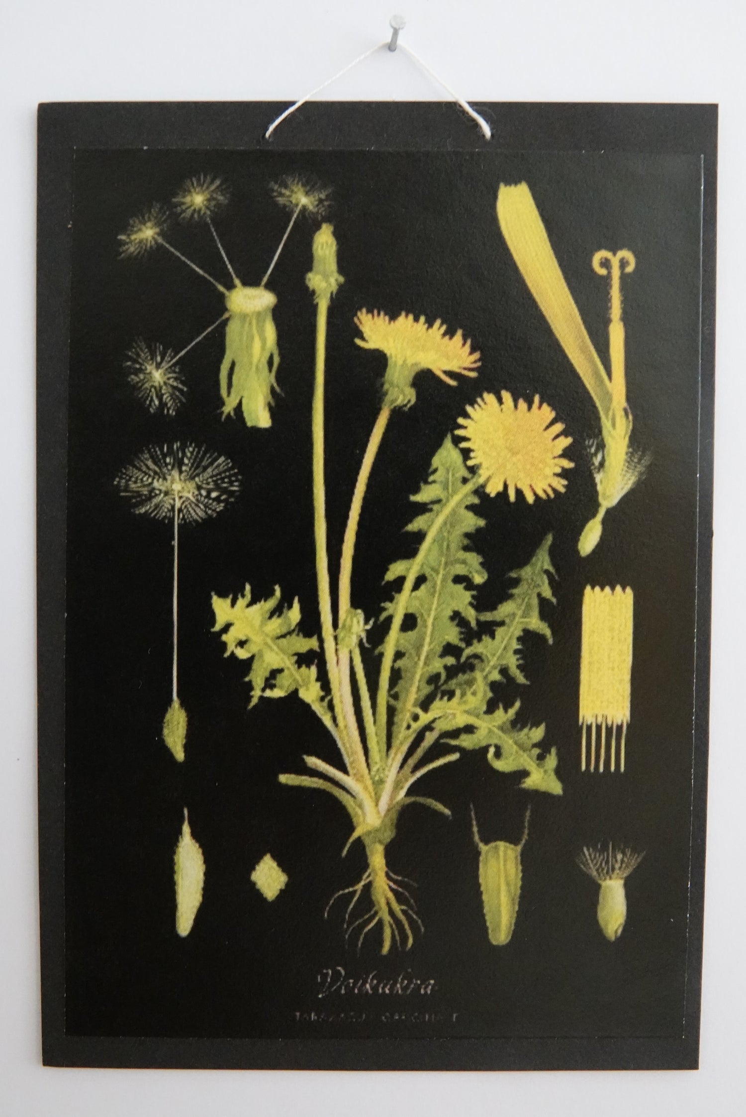 Opetustaulu nukkekotiin, voikukka