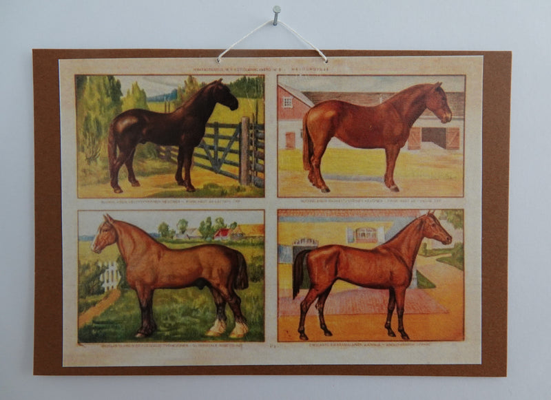 Opetustaulu nukkekotiin, hevoset