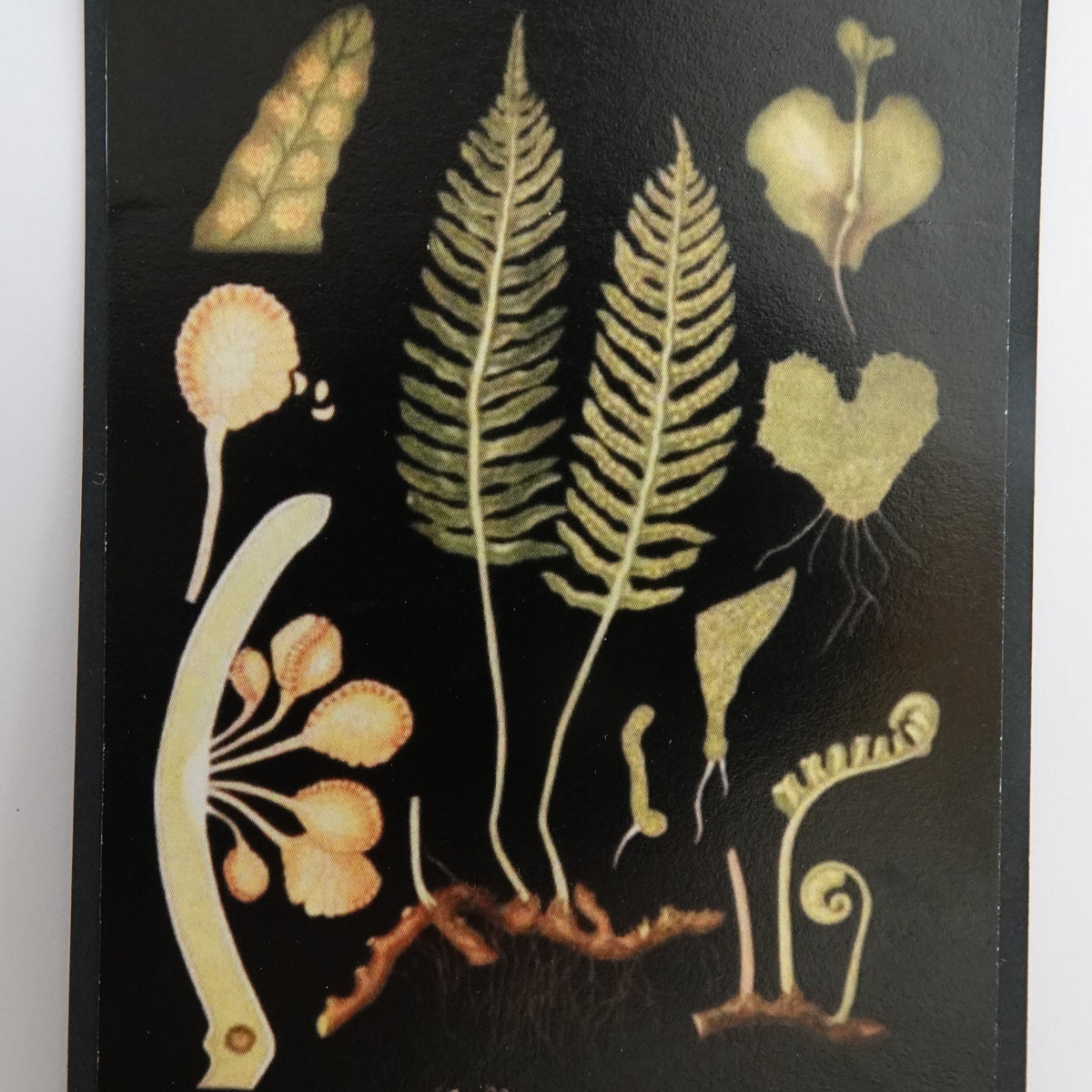 Opetustaulu nukkekotiin, kallioimarre