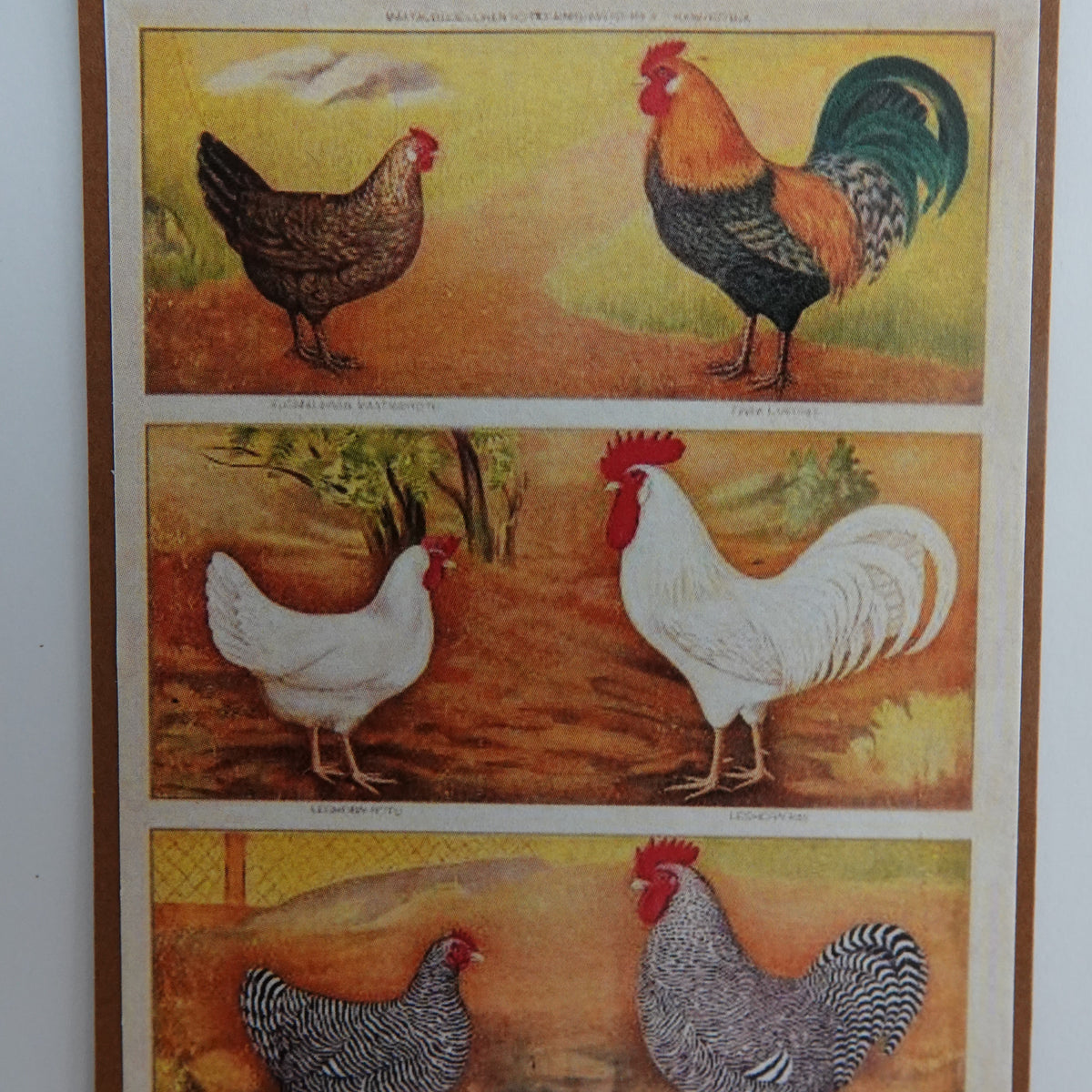 Opetustaulu nukkekotiin, kanat ja kukot