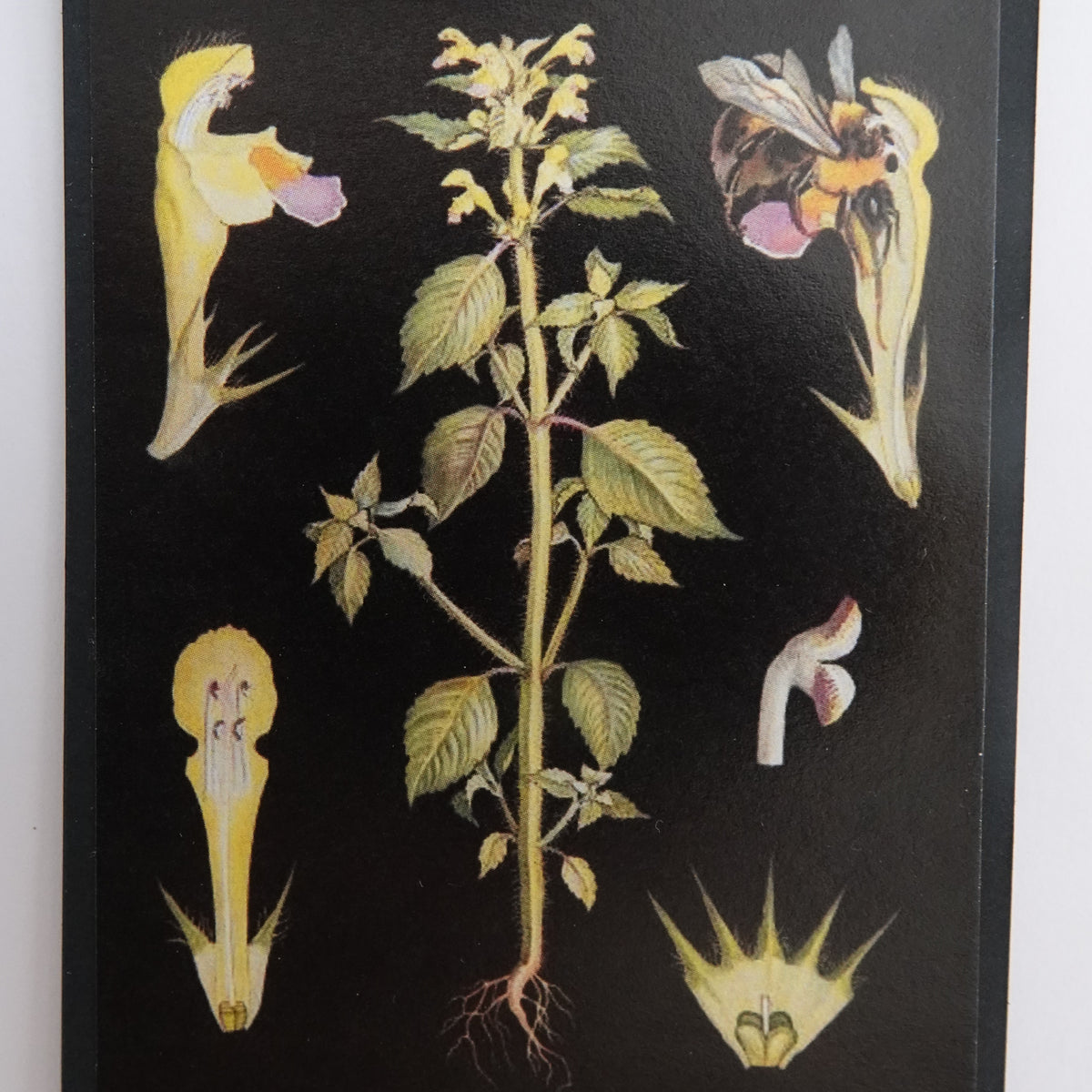 Opetustaulu nukkekotiin, keltapillike