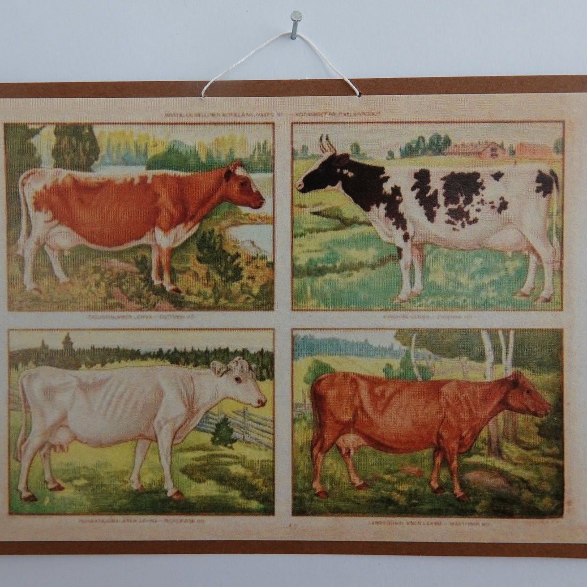 Opetustaulu nukkekotiin, lehmät