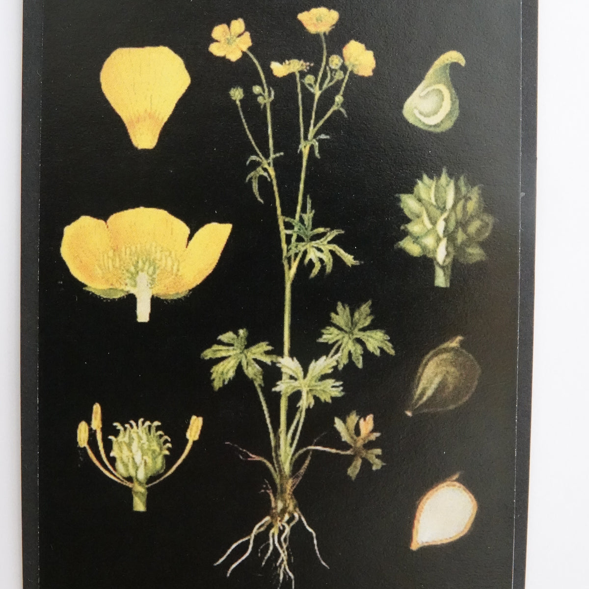 Opetustaulu nukkekotiin, niittyleinikki