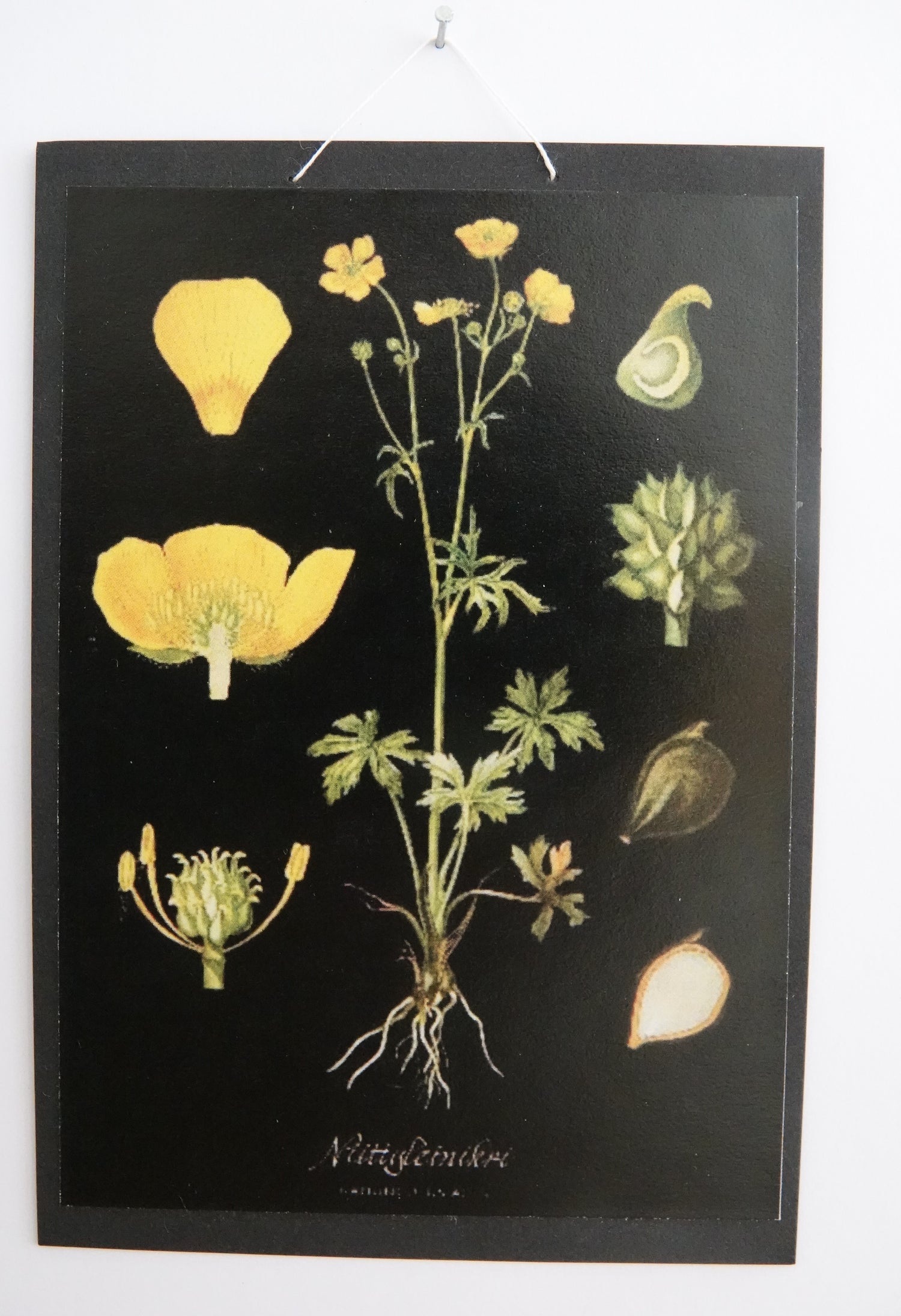 Opetustaulu nukkekotiin, niittyleinikki