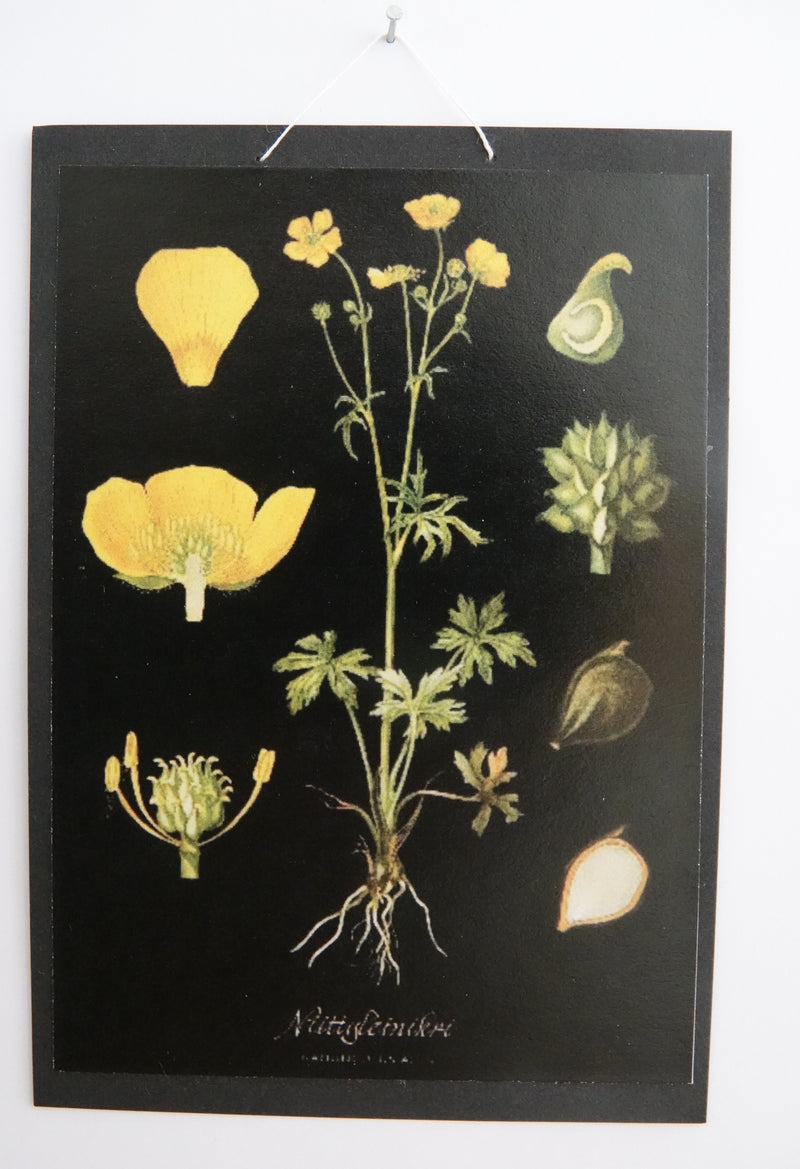 Opetustaulu nukkekotiin, niittyleinikki