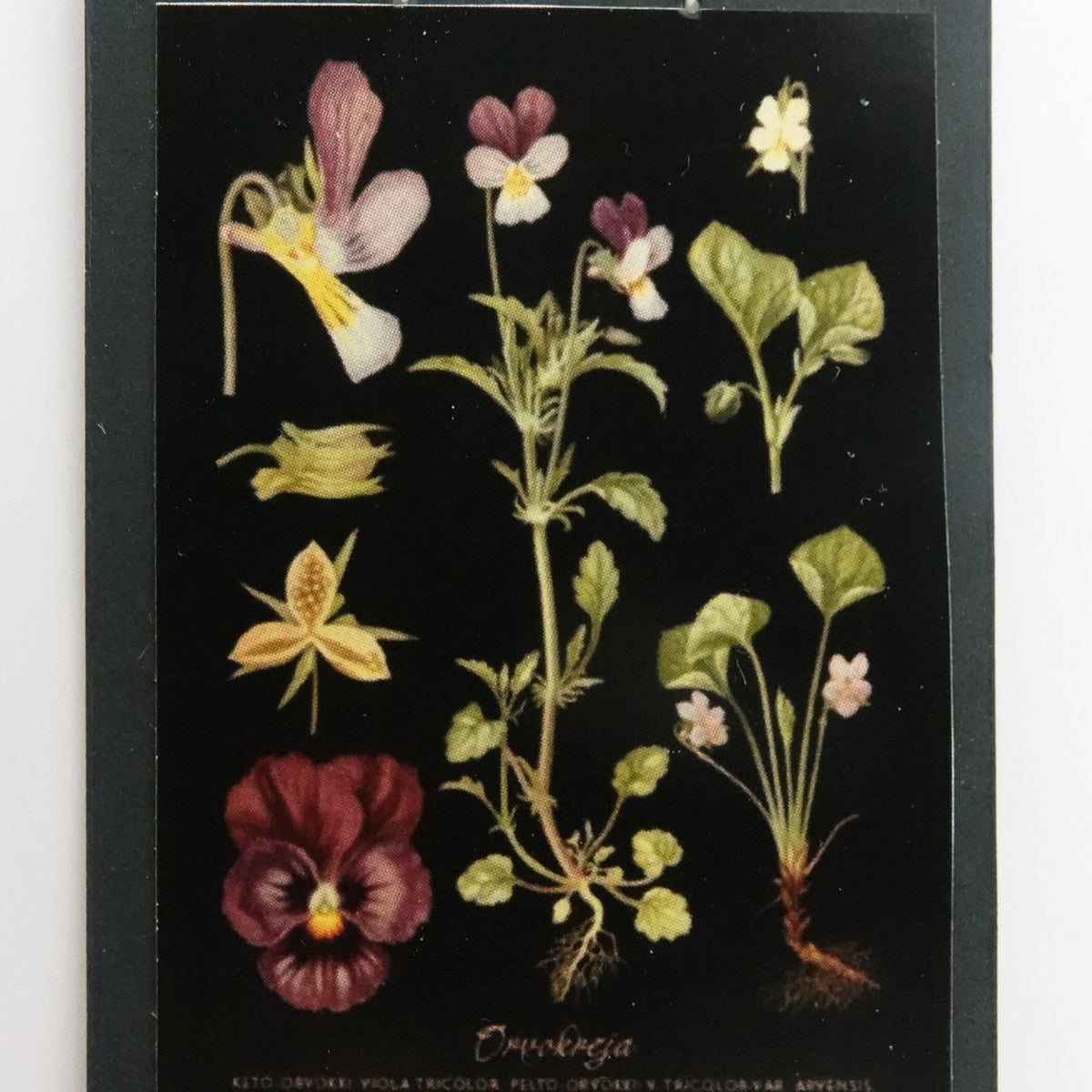 Opetustaulu nukkekotiin, orvokkeja