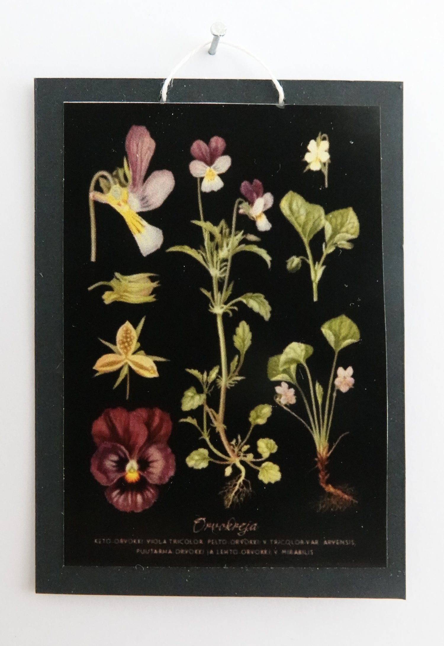 Opetustaulu nukkekotiin, orvokkeja