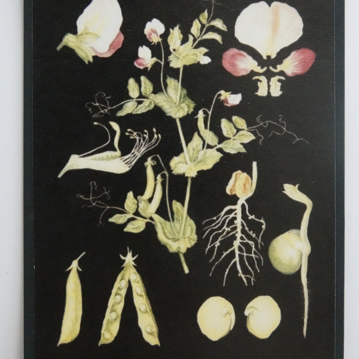 Opetustaulu nukkekotiin, peltoherne