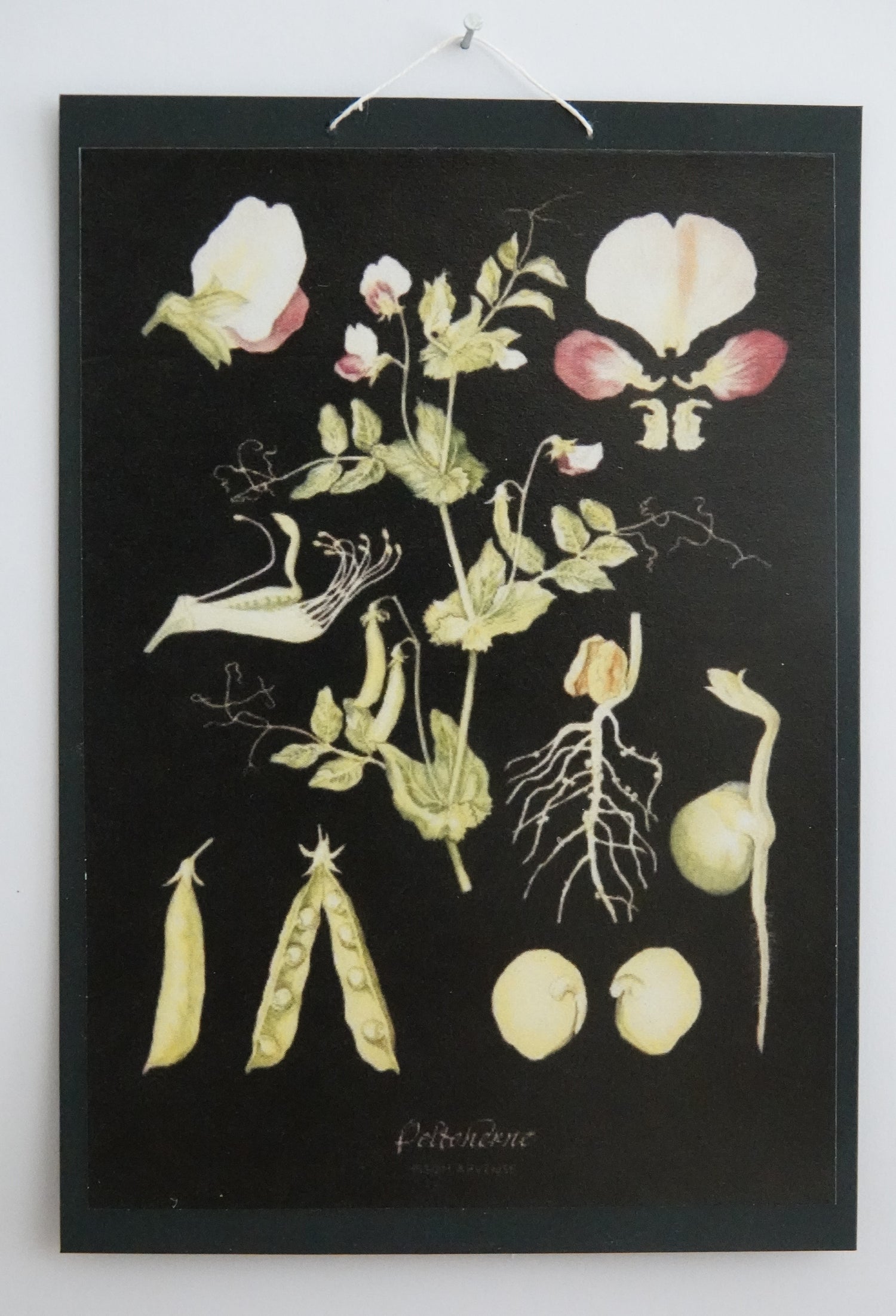 Opetustaulu nukkekotiin, peltoherne