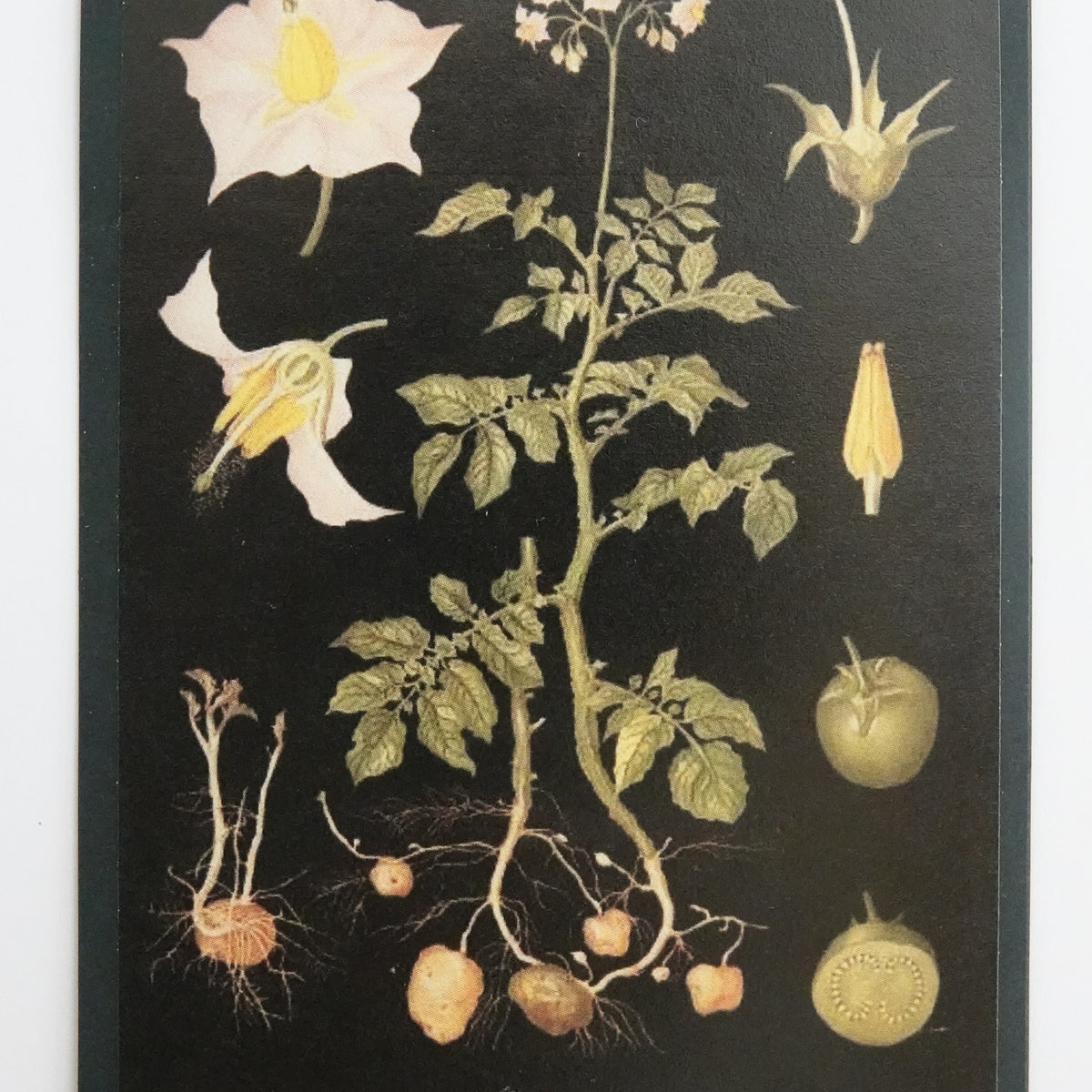 Opetustaulu nukkekotiin, potaatti