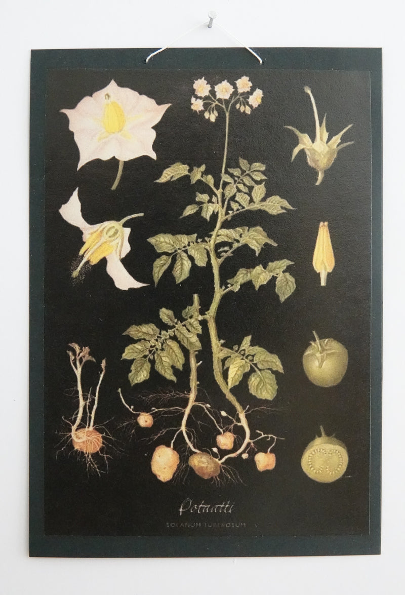 Opetustaulu nukkekotiin, potaatti