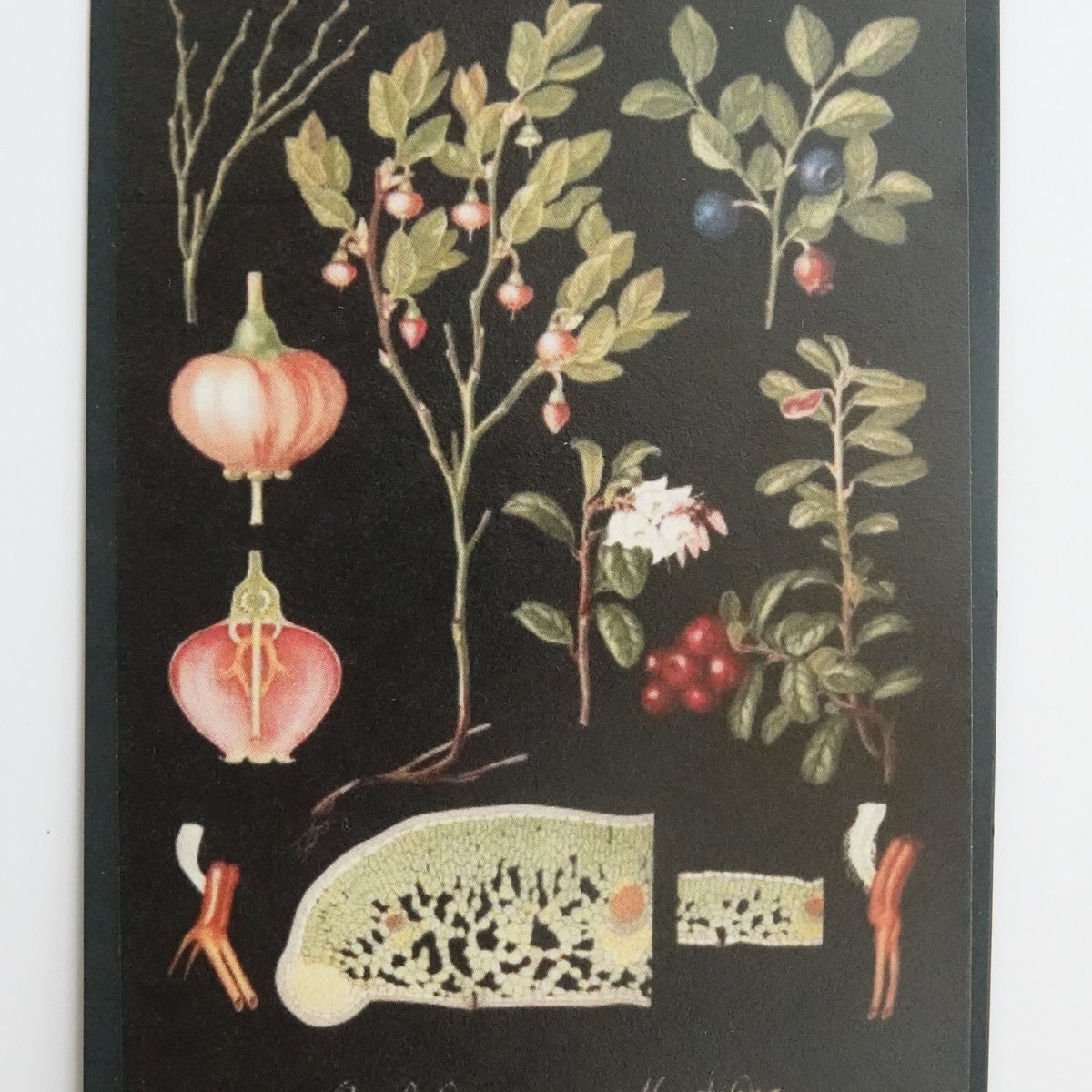 Opetustaulu nukkekotiin, puolukka ja mustikka