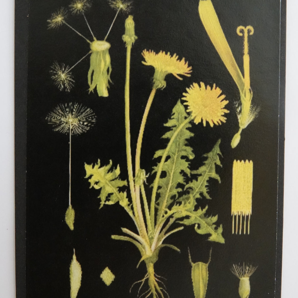 Opetustaulu nukkekotiin, voikukka