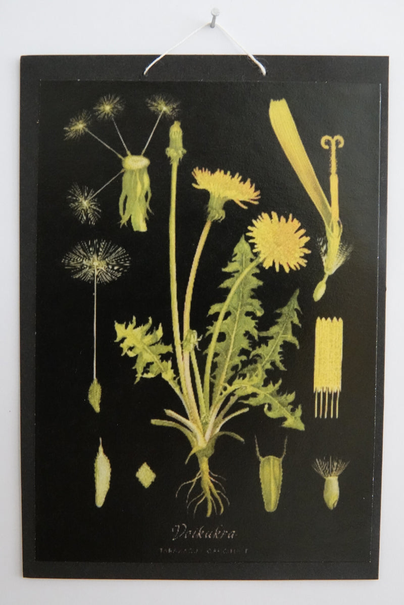 Opetustaulu nukkekotiin, voikukka